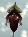 Paphiopedilum superbiene var curtisi (Orchid Inn) 